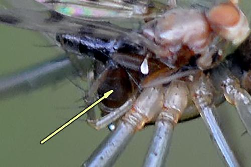 Geomyza tripunctata